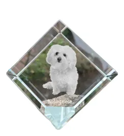 bolonczyk-bolognese-krysztalowa-kostka-ze-zdjeciem-zdjecie-konia-w-krys