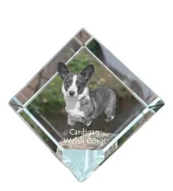 cardigan-welsh-corgi-i-krysztalowa-kostka-ze-zdjeciem-zdjecie-konia-w-kr