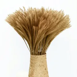 trawa-pampasowa-suszona-ozdobna-miskantus-zloty-suszone-kwiaty-50cm-100-szt