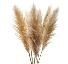 trawa-pampasowa-naturalna-suszona-5szt-dl-117cm-premium-pioropusz-75-cm