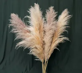 trawa-pampasowa-naturalna-suszona-5szt-dl-117cm-premium-pioropusz-75-cm