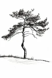 plakat-675x100cm-samotna-sosna