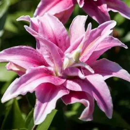 lilia-orientalna-pelna-distant-drum-1-szt