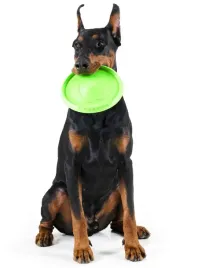 flyber-frisbee-spodek-dla-psa-zabawka-treningowa