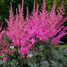 astilbe-tawulka-arendsa-maggie-daley-1-szt-bylina-sadzonka-sadzonki