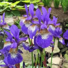 irys-sibirica-syberyjski-teal-velvet-1-szt