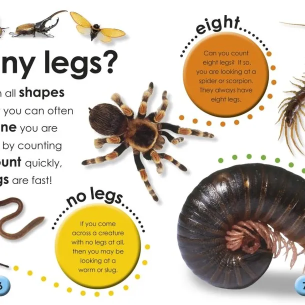 first-facts-bugs-wydawnictwo-dorling-kindersley