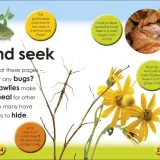 first-facts-bugs-numer-wydania-1