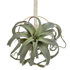 briful-wiszace-rosliny-sztuczne-rosliny-powietrzne-tillandsia