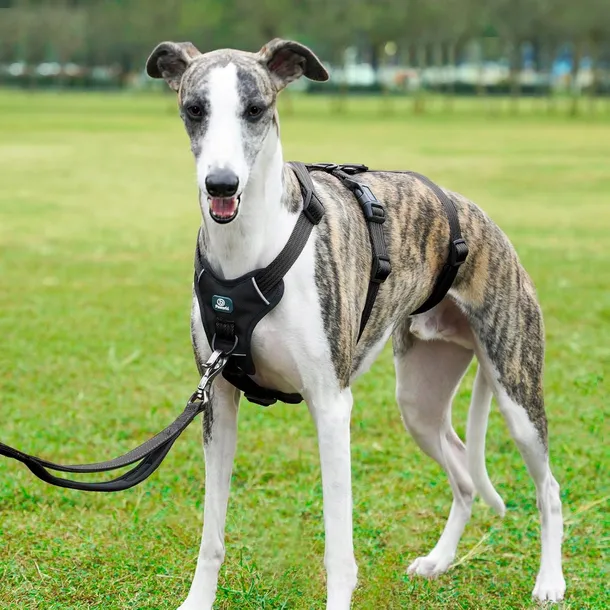 szelki-dla-psa-produkt-wprowadzony-do-obrotu-na-terenie-ue-przed-13-12-2024-nie-stan-nowy