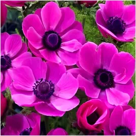 anemon-zawilec-rozowy-cebulki-10-szt-gratis