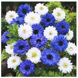 anemon-zawilec-mix-niebieski-bialy-cebulki-20-szt-gratis