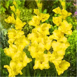 gladiolus-mieczyk-zolty-charisma-cebulki-5-szt-gratis