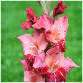 gladiolus-mieczyk-lososiowo-czerwony-soul-cebulki-10-szt-gratis