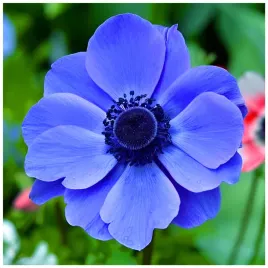 anemon-zawilec-intensywnie-niebieski-cebulki-10-szt-gratis