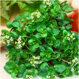 rukiew-wodna-niepozorna-bomba-witaminowa-nasiona-02-g