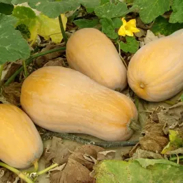 dynia-pizmowa-butternut-delikatny-smak-nasiona-5-g