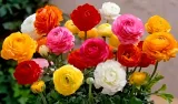 jaskier-cebulki-ranunculus-bialy-5-szt-gratis-kod-producenta-jaskier-cebulki-ranunculus-bialy-5-szt