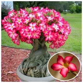 roza-pustyni-adenium-obesum-idealne-drzewko-bonsai-nasiona