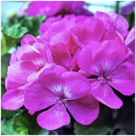pelargonia-rabatowa-intensywnie-fioletowa-nasiona-003-g