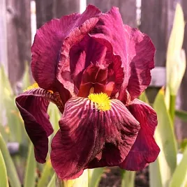 irys-kosaciec-brodkowy-red-orchid-sadzonki-klacza-3-szt-gratis