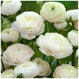 jaskier-ranunculus-bialy-cebulki-10-szt-prezent