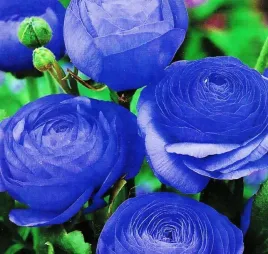 jaskier-ranunculus-niebieski-cebulki-10-szt-prezent