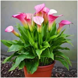 kalia-calla-zantedeschia-strawberry-blush-rozowa-cebulki-1-szt-gratis