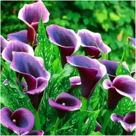 kalia-calla-zantedeschia-dubai-night-cebulki-3-szt-gratis