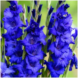 gladiolus-mieczyk-niebieski-blue-isle-cebulki-5-szt-gratis