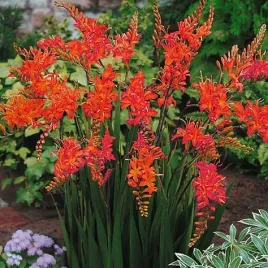 krokosmia-cynobrowka-crocosmia-lucifer-firey-stars-czerwona-10-szt-gratis