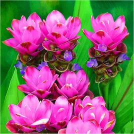 kurkuma-rozowa-curcuma-pink-wonder-cebulki-1-szt-gratis