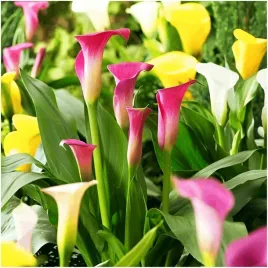 kalia-kalla-calla-zantedeschia-mix-kolorow-3-szt-gratis