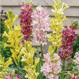 tuberoza-mix-kolorow-wonna-cebulki-3-sztuki-gratis