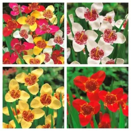 tygrysowka-pawia-mix-kolorow-cebulki-10-szt-gratis