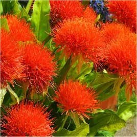 krasnokwiat-katarzyny-scadoxus-wyjatkowa-roslina-cebulki-1-szt-gratis