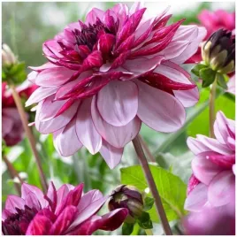 dalia-dekoracyjna-dwukolorowa-creme-de-cassis-sadzonki-bulwy-3-szt-gratis