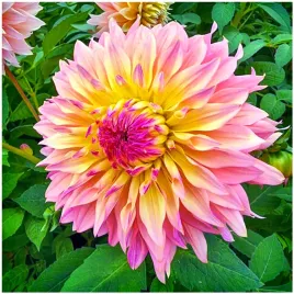 dalia-talerzowa-rozowa-tompoes-sadzonki-bulwy-3-szt-gratis