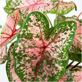 kaladium-bulwa-ogrodowe-caladium-pink-beauty-sadzonki-bulwy-3-szt-gratis