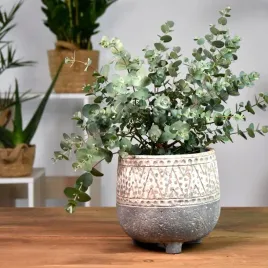 eukaliptus-wlasciwy-niezwykla-dekoracja-nasiona-10-szt