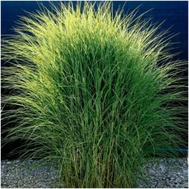 miskant-chinski-niezwykle-piekna-i-ozdobna-trawa-nasiona-005-g