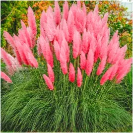 trawa-pampasowa-gigant-2-3-metry-pioropusze-rozowa-nasiona-01-g