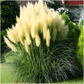 trawa-pampasowa-biala-gigant-2-3-metry-pioropusze-nasiona-01-g
