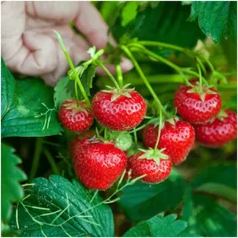truskawka-tresca-soczyste-owoce-pieknie-wybarwione-owoce-nasiona-20-szt
