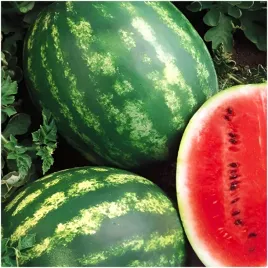 arbuz-kawon-crimson-sweet-slodki-soczyty-odporny-na-choroby-nasiona-1-g
