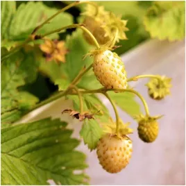 poziomka-zolta-yellow-wonder-nasiona-duze-smaczne-owoce-01g