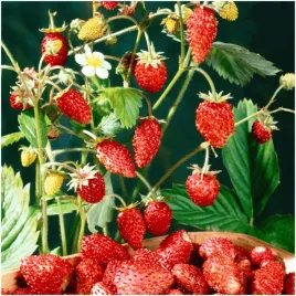 poziomka-rugia-aromatyczne-owoce-bardzo-plenna-nasiona-02-g