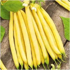 fasola-szparagowa-karlowa-zolta-goldtime-bezlykowa-40g