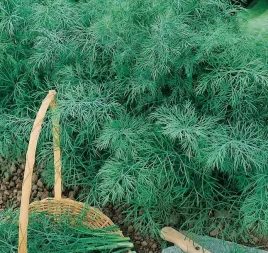 koper-ogrodowy-odrastajacy-monarch-nasiona-2-g-wczesny