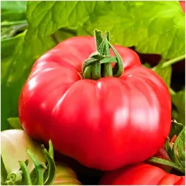 pomidor-malinowy-ozarowski-bardzo-plenny-nasiona-05-g